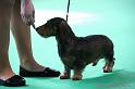 Crufts2011_2 897